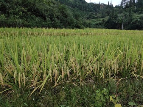 稻穗
