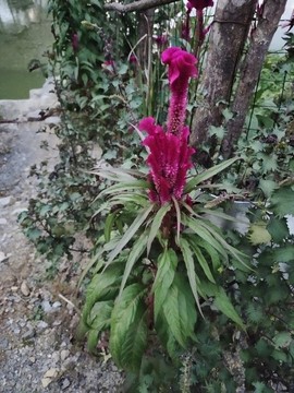 雞冠花特寫