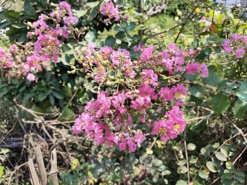 紫薇樹(shù)與紫薇花