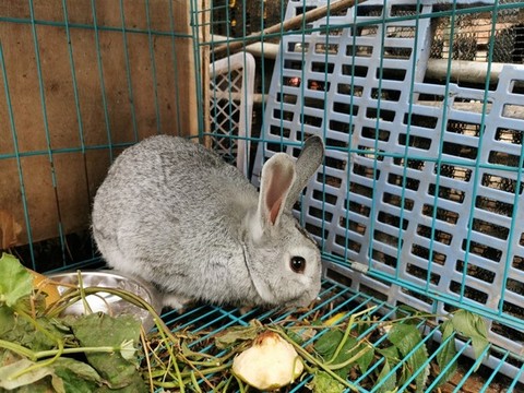 兔子寵物飼養(yǎng)