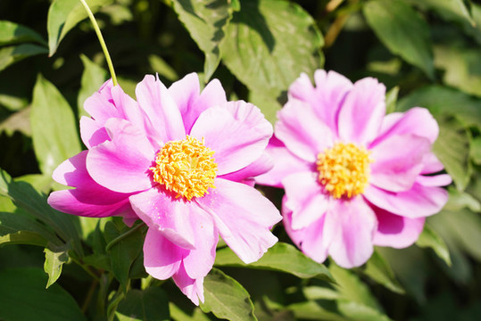 芍藥