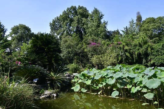 公園荷塘