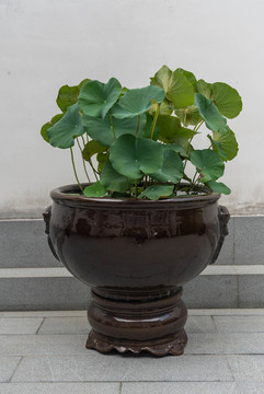 盆栽觀賞荷花