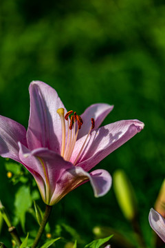 中國長春公園里盛開的百合花
