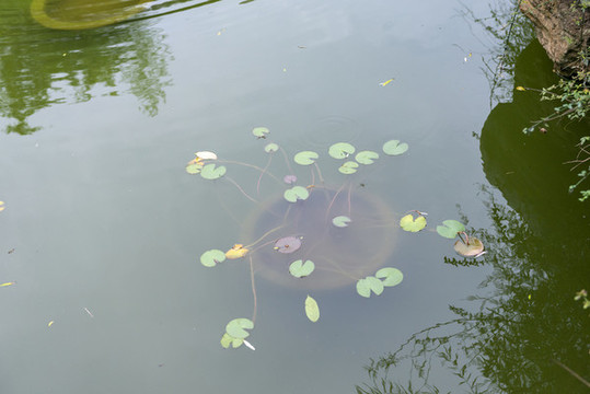 睡蓮