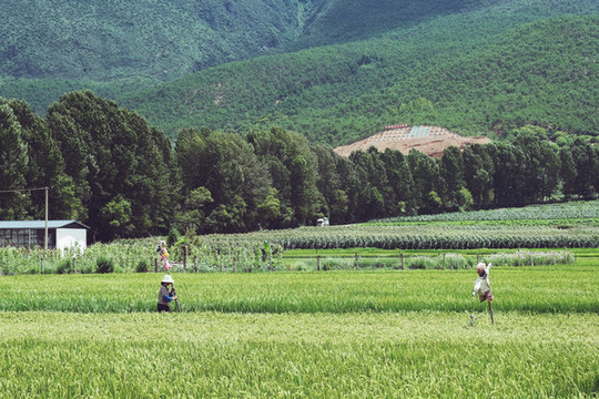 田園風(fēng)光