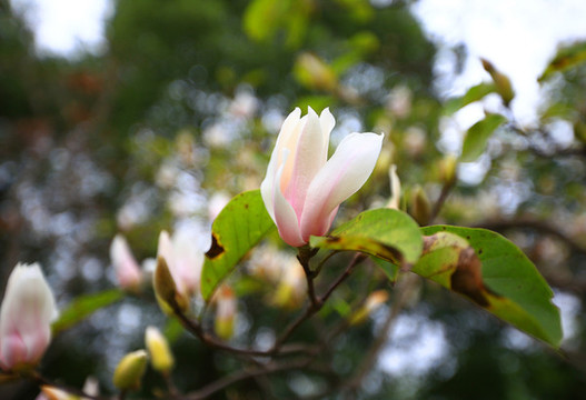 木蘭花