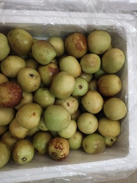 脆冬棗