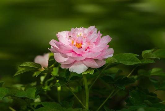 洛陽牡丹