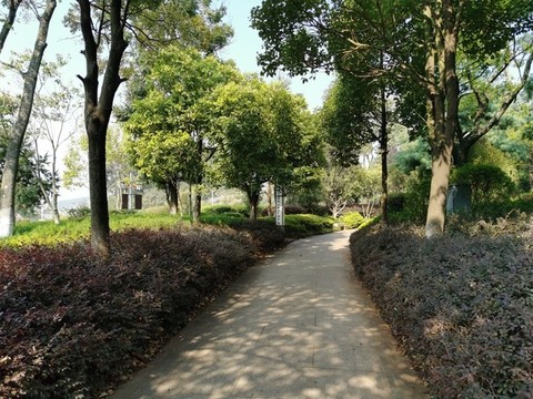 公園林蔭道路小道