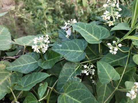 何首烏