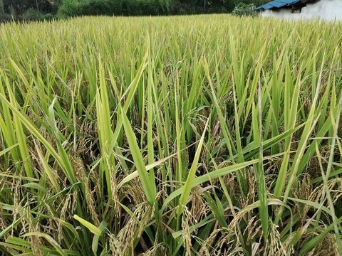 金色的田野