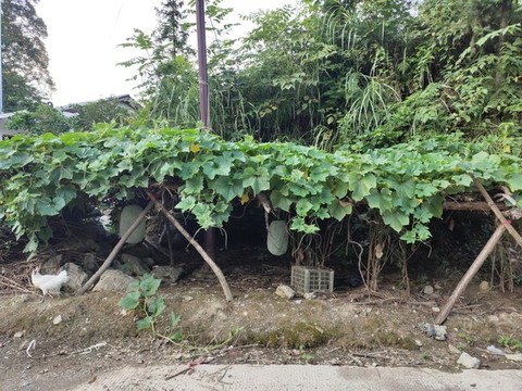 冬瓜