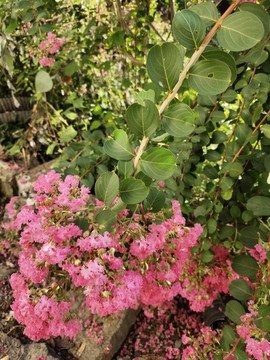 紫薇花花與枝葉