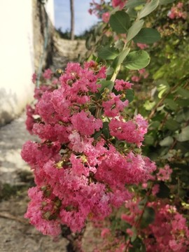 紫薇花特寫