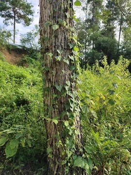 藤纏樹果子特寫