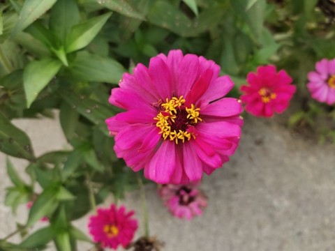 菊花