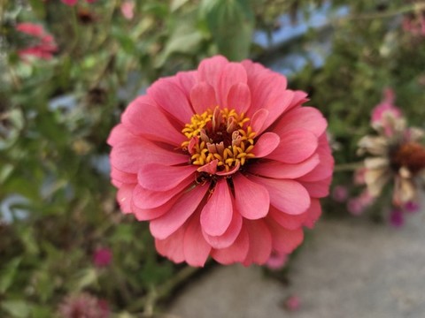 百日菊