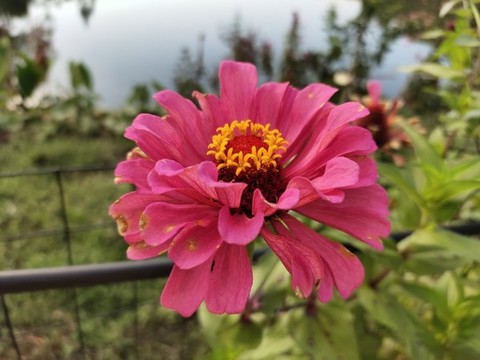 百日菊大圖