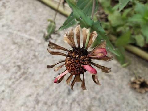 干枯的百日菊