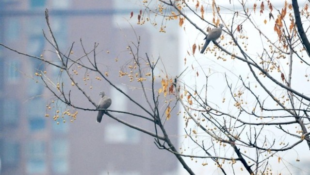 斑鳩