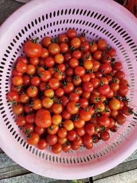 一盆小西紅柿