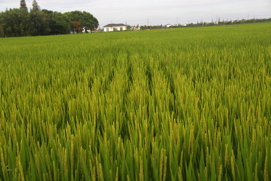 稻花香農(nóng)田