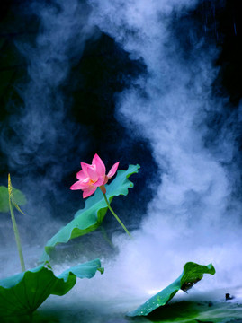 荷花