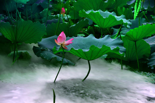 荷花