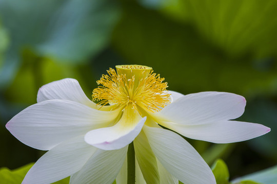 蓮花