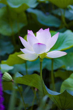 蓮花