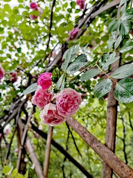 籬笆花