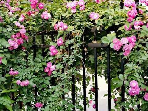 薔薇
