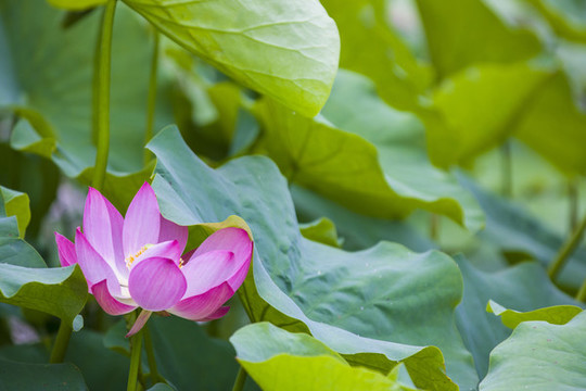 蓮花