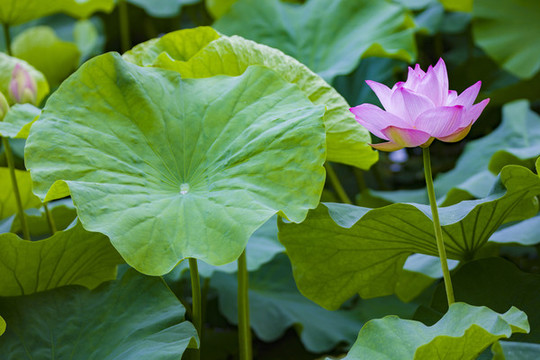 蓮花