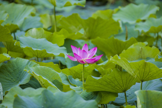 蓮花