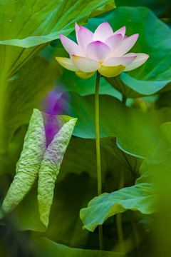 蓮花