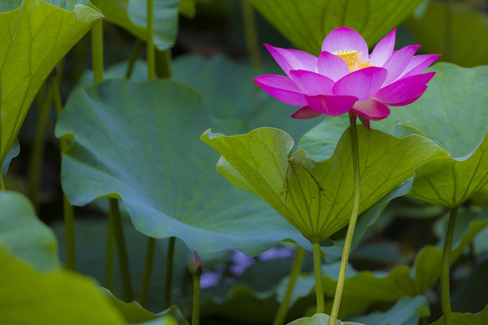 蓮花