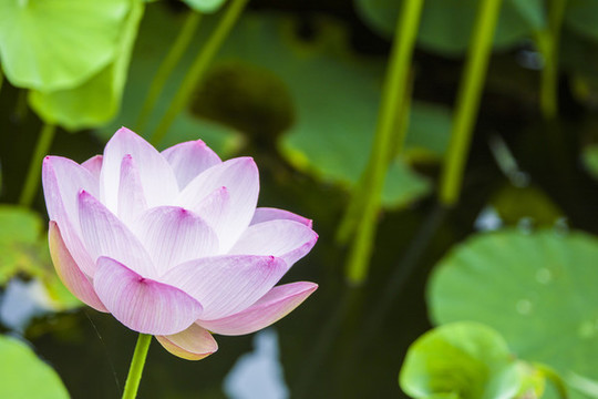 蓮花