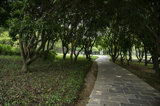樹林小路