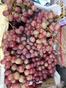 新鮮紅提