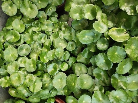 銅錢草特寫