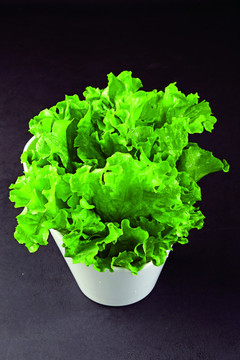 生菜