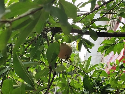 石榴