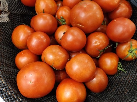 小西紅柿特寫