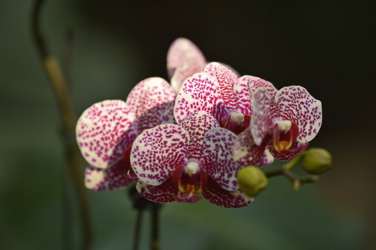 蘭花