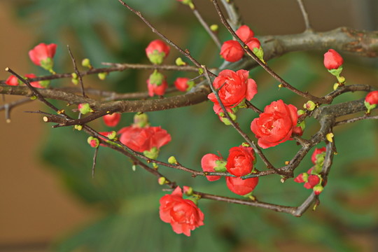 紅梅