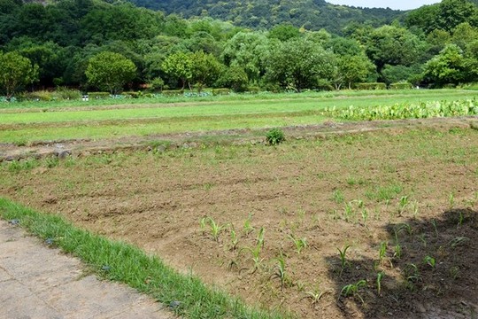農(nóng)村田地