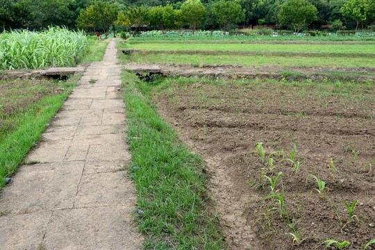 農(nóng)村田地
