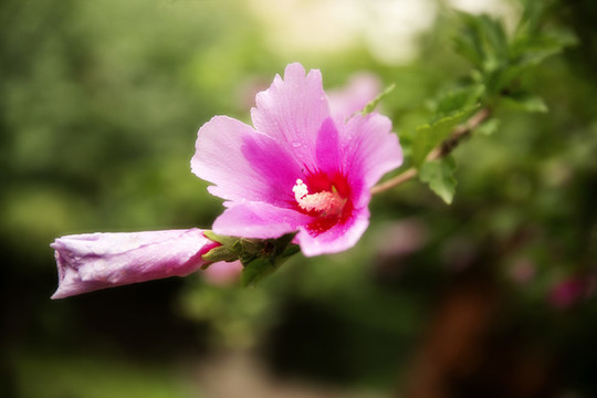姊妹花